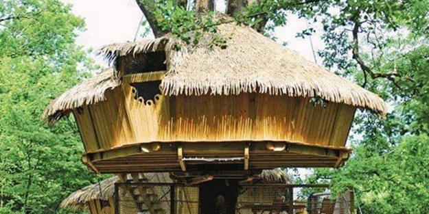 Bu ağaç evlere hayran kalacaksınız!