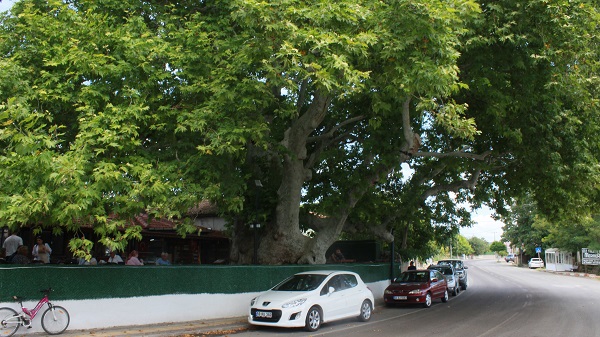 Bu ağaç iki imparatorluk gördü