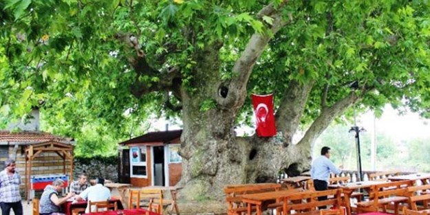 Bu ağaç Osmanlı İmparatorluğu'ndan daha yaşlı