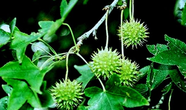 Bu ağaç sadece Türkiye’de var!