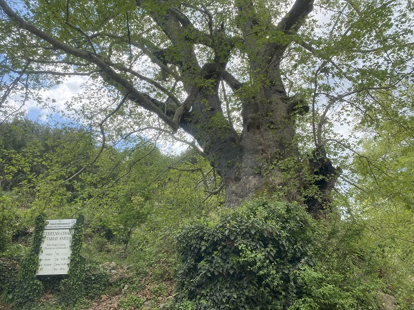 Bu ağaç tam 2 bin 700 yıllık