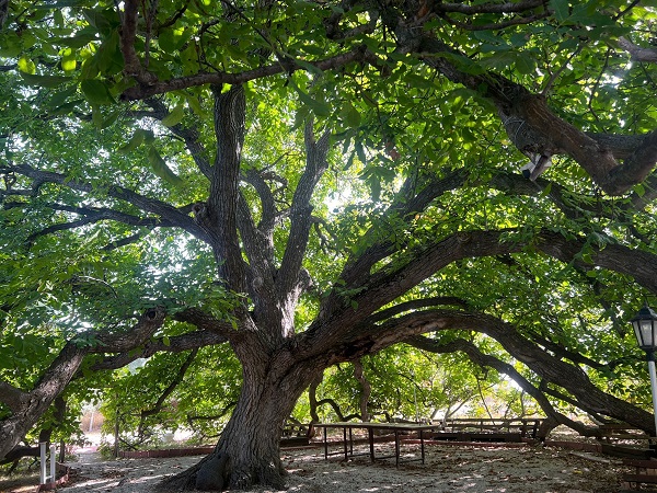 Bu ağaç tam 300 yıldır meyve veriyor