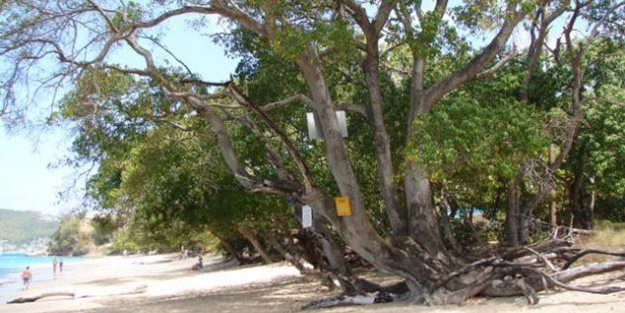 Bu ağaca dokunan sakat kalıyor! - FOTO