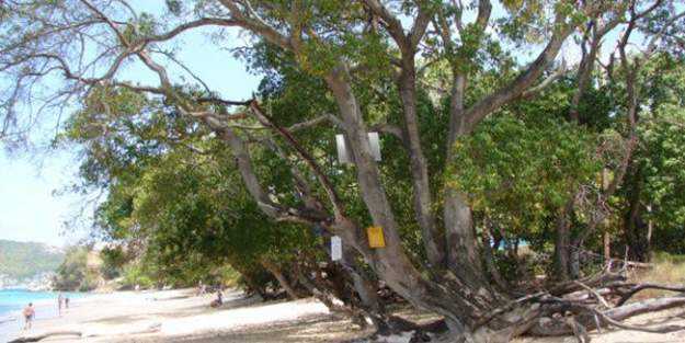 Bu ağaca sakın yaklaşmayın! - FOTO