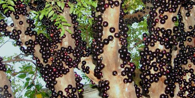 Bu ağacın eşi benzeri yok