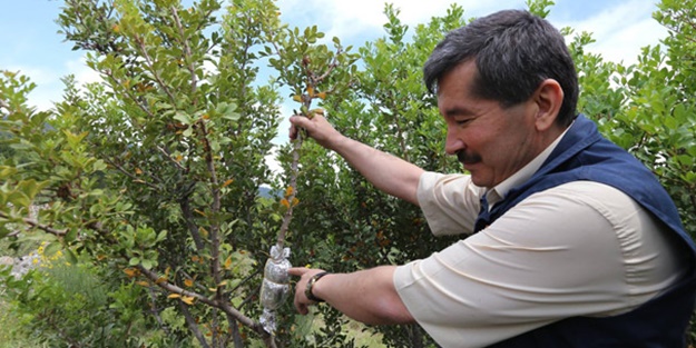 Bu ağaçlardan altın damlayacak! Yunanistan'ın tekelinden alınacak