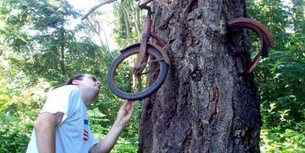 Bu ağaçların çok sıra dışı bir özelliği var!