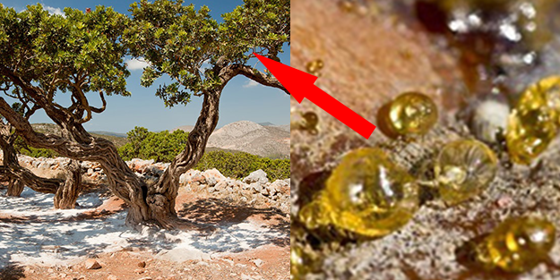 Bu ağaçtan resmen altın damlıyor! Kilosu 3,5 gram altın fiyatına gidiyor