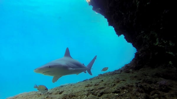 Bu alan köpek balığı üretim yeri old