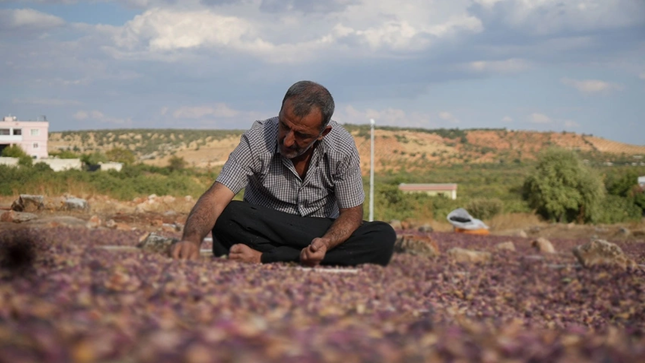 Bu altın 5 gün boyunca kavurucu sıcak altında bekletiliyor!