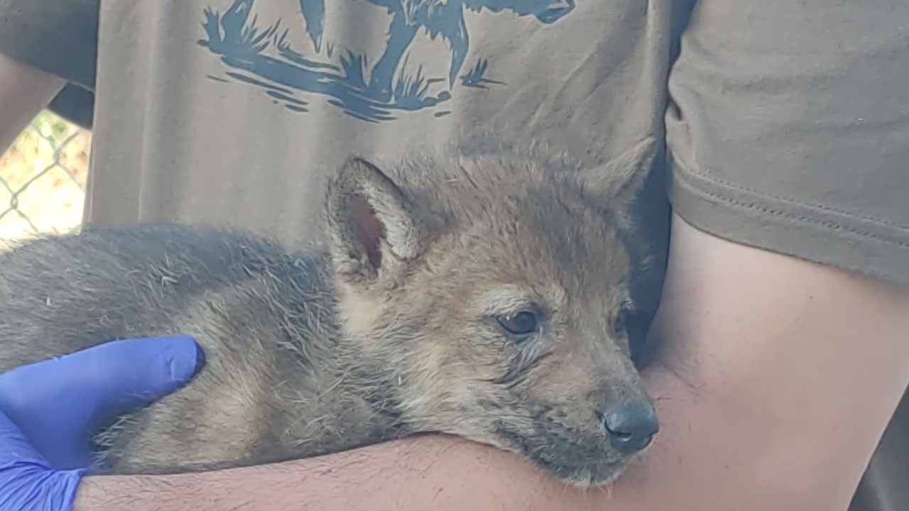 Bu araştırma çok konuşulur! Köpeklerle kurtlar akraba mı?