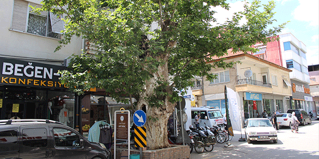 Bu asırlık çınar ağacının hikayesi duyanların yüreğini dağlıyor