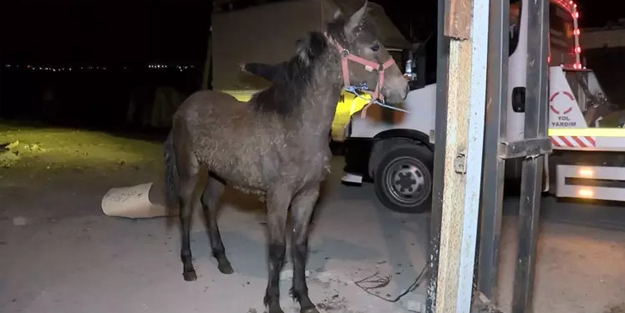 Bu atı vatandaşa yedireceklerdi!