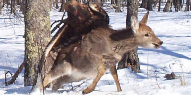 Bu av herkesi şok etti