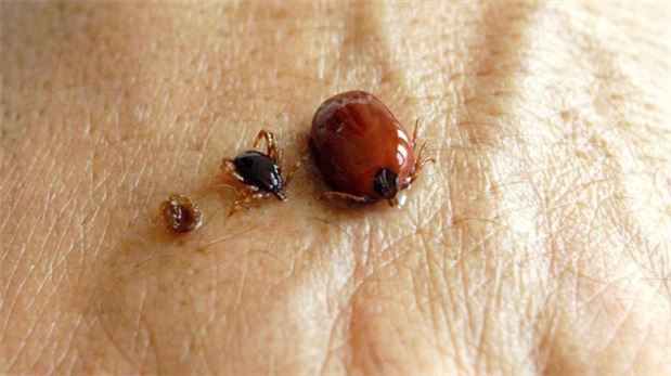 Bu aylarda keneye dikkat!