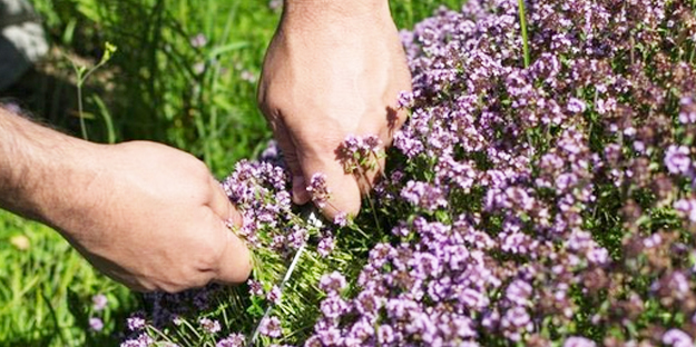 Bu baharat böbrekte kum taş vazgeçmiyor! İşte yararları saymakla bitmeyen fantastik baharat! Evde bunu yapın