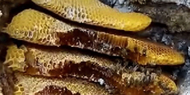 Bu bal başka bal! Bakın nereden çıkarılıyor