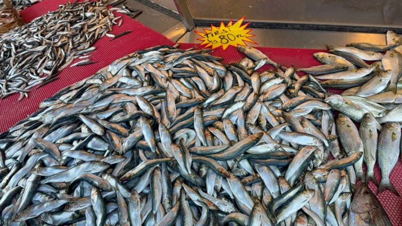 Bu balığı kimse bilmiyor! B12 deposu, hamsiden sonra en çok tercih edilen balık…