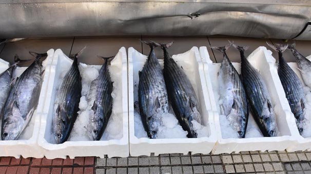 Bu balığın tanesi 125 liraya satılıyor