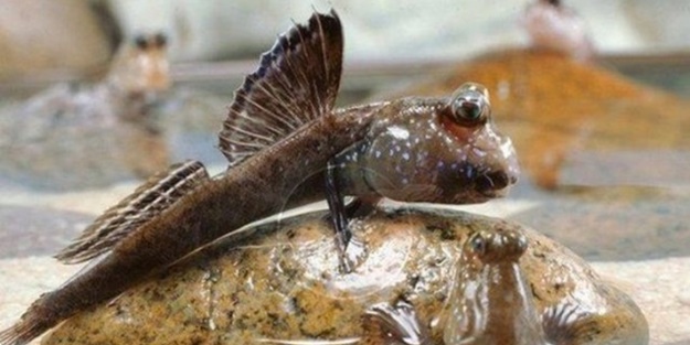 Bu balıklar ağaçta yaşıyor! - FOTO