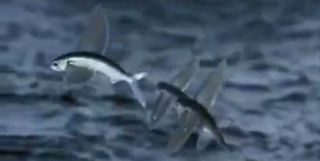 Bu balıklar resmen uçuyor!