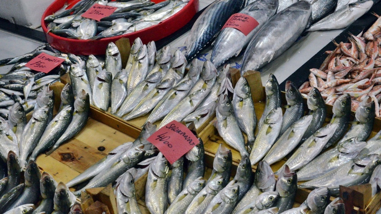 Bu balıkların fiyatı öyle bir düştü ki: Duyan balıkçıya koşuyor!