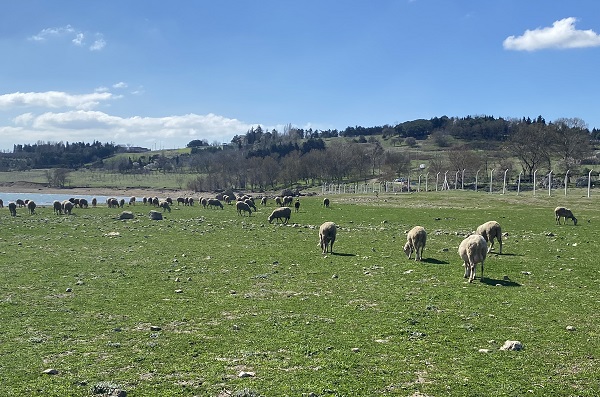 Bu baraj İstanbul'da! Balıkların yüzdüğü yer koyunlara kaldı
