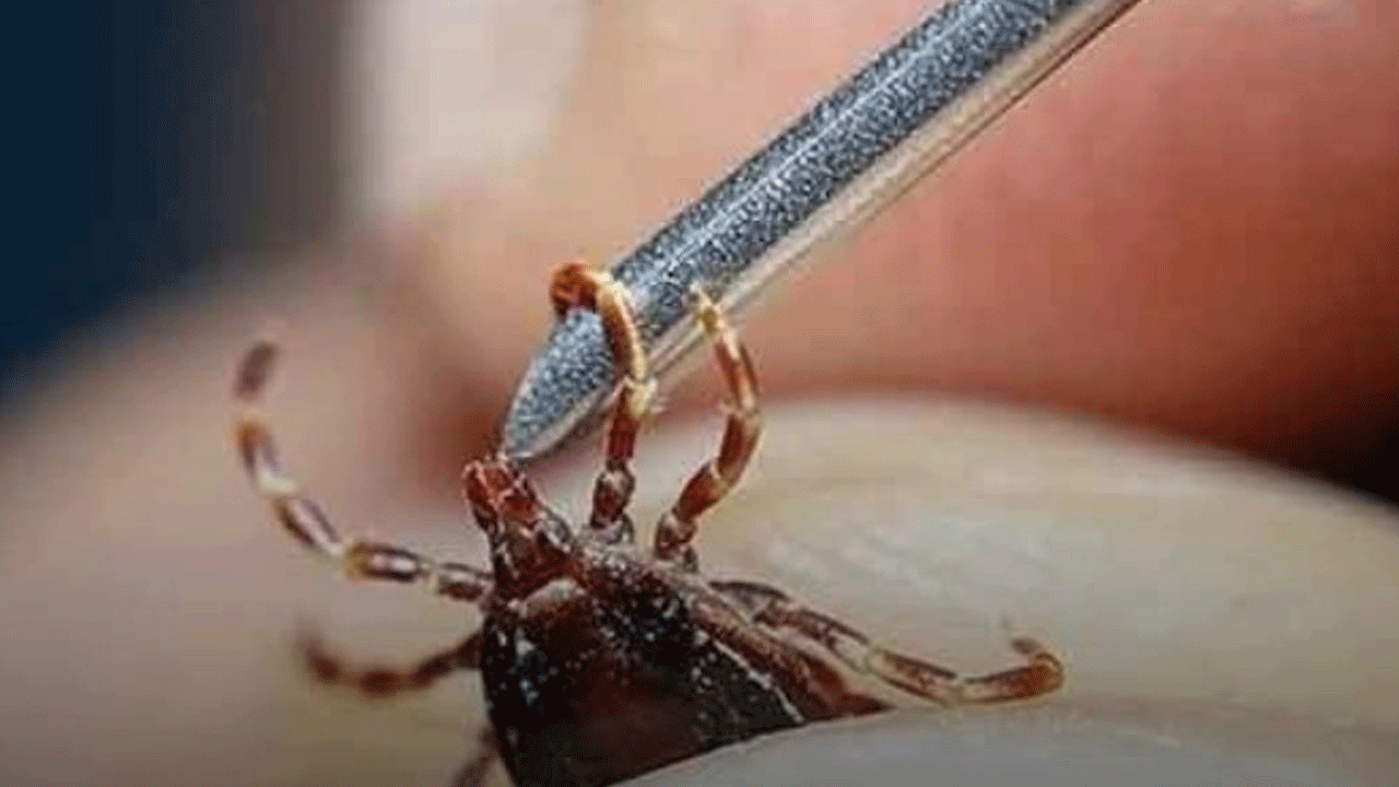 Bu belirtiye dikkat: Kene ısırmış olabilir!