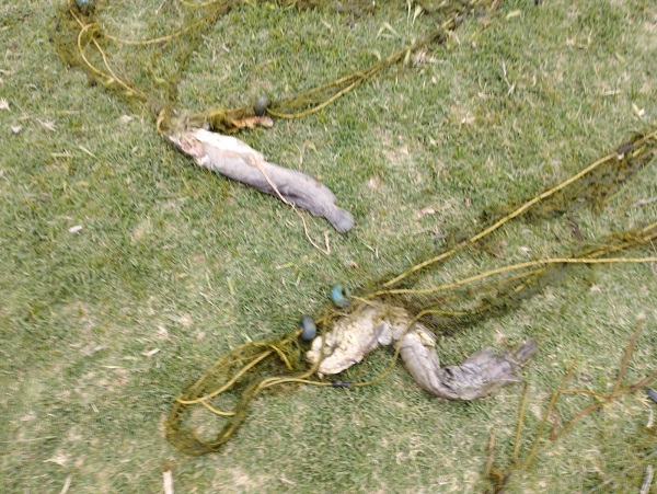 Bu bilinçsizlik canlıların telef olmasına yol açıyor