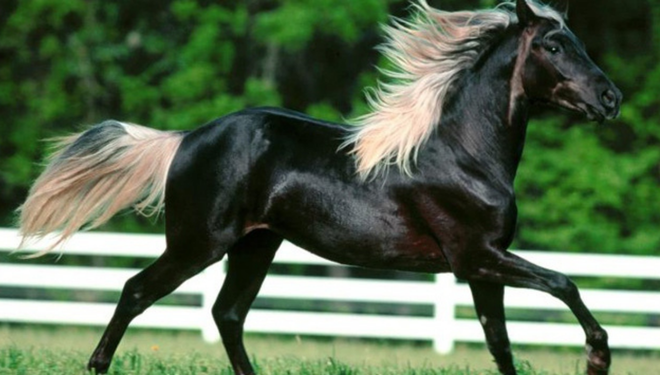 Bu bir rekor! TİGEM’de Arap tayına servet ödediler