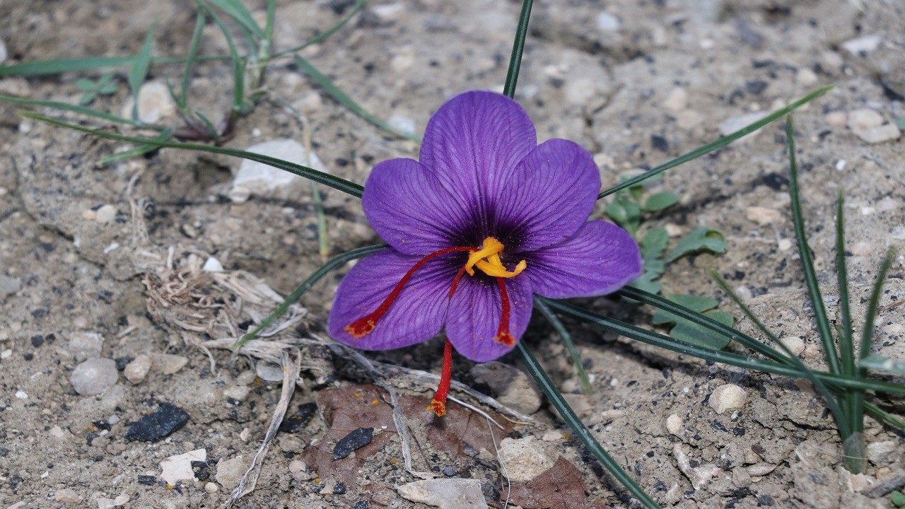 Bu bitki altınla yarışıyor! Kilogramı tam 320 bin tl