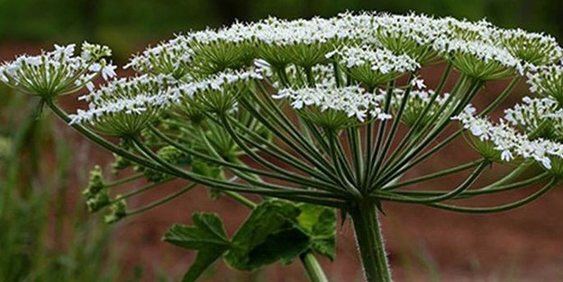 Bu bitki dünyayı ayağa kaldırdı! Maalesef Türkiye'de de var, dokunanın başına bakın neler geliyor