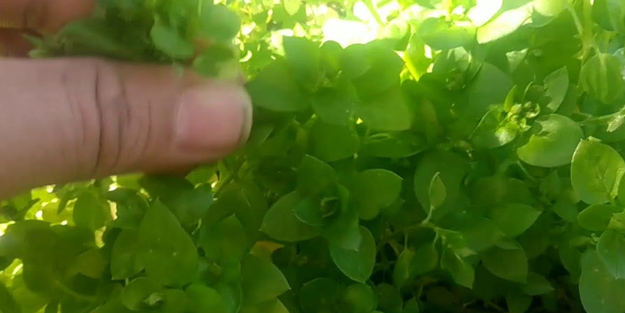 Bu bitki egzama ve sedef hastalığına iyi geliyor: Müthiş, doğada kendiliğinden yetişiyor