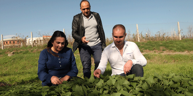Bu bitki kanser dahil pek çok hastalığa iyi geliyor