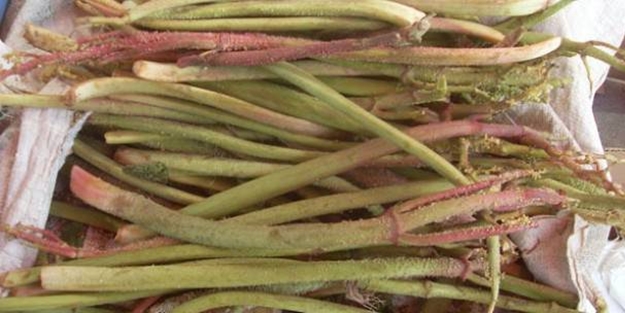 Bu bitki kanseri iki günde bitiriyor!