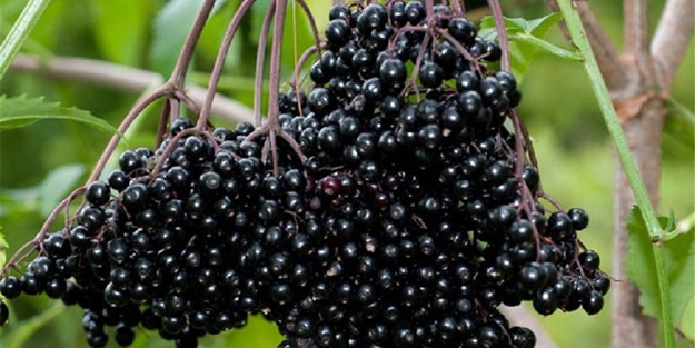 Bu bitkiler sandığınız gibi şifalı değil!