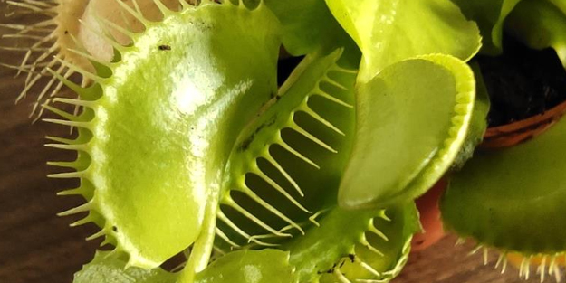 Bu bitkiler sinek ve böcekle besleniyor, büyük rağbet var