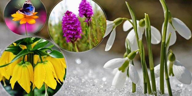 Bu bitkileri koparanlara 5,6 milyon TL idari para cezası uygulandı