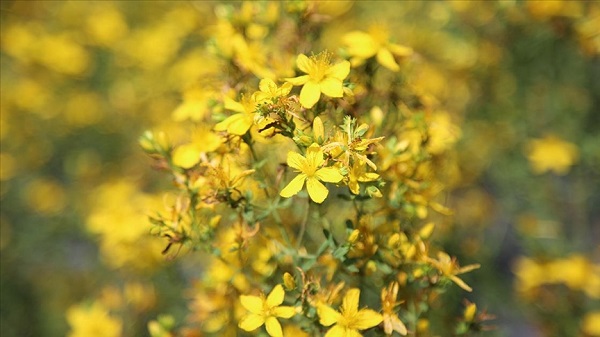 Bu bitkileri sakın sormadan tüketmeyin