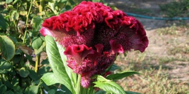 Bu bitkinin faydalarına çok şaşıracaksınız!