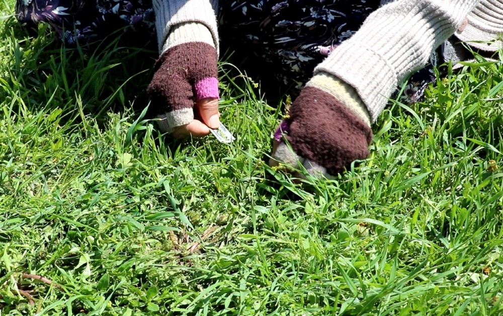 Bu bitkinin hasadı sabır istiyor 