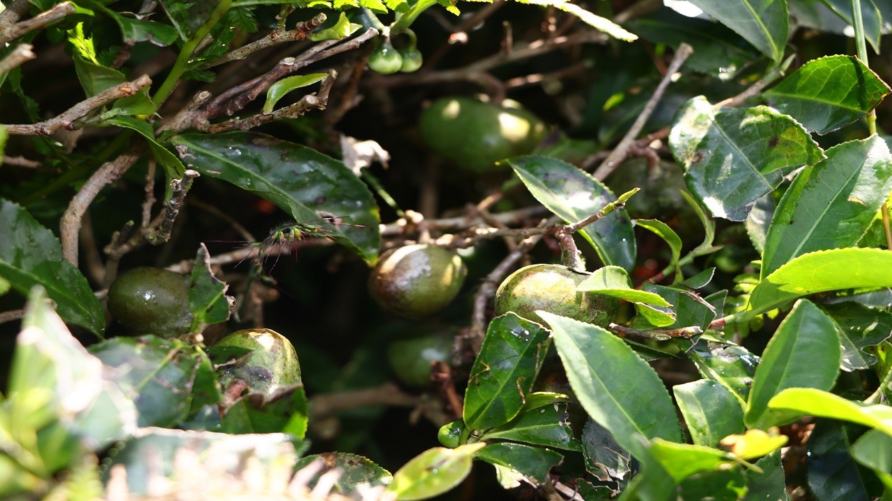 Bu bitkinin yaprağı da çöpü de para ediyor!