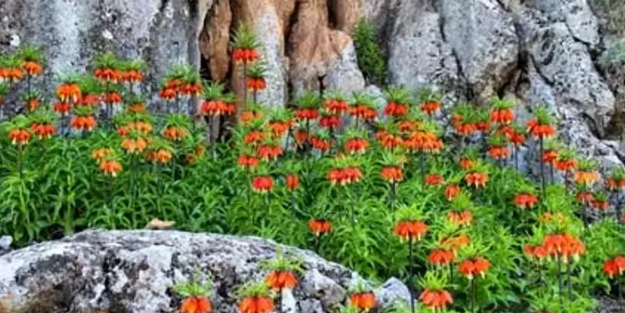 Bu bitkiyi görmeye gelirken 2 kere düşünün! Cezası 244 bin lira