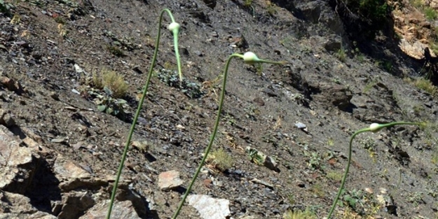 Bu bitkiyi koparan yandı! - FOTO