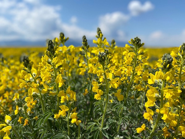 Bu bitkiyi kopartmanın cezası 244 bin 315 TL