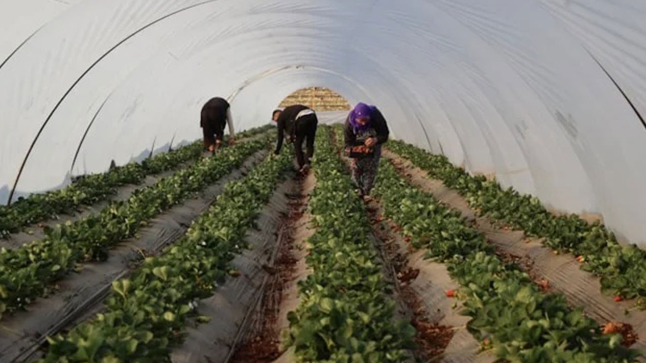 Bu bitkiyi Türkiye’de yetiştiren kısa sürede milyoner oluyor