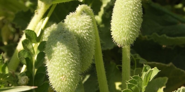 Bu bitkiyi yemeyin! 4 kişi hastanelik oldu!