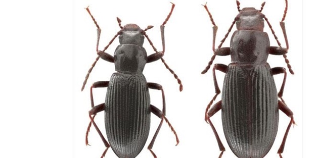 Bu böceğin adı: Ege Üniversitesi!