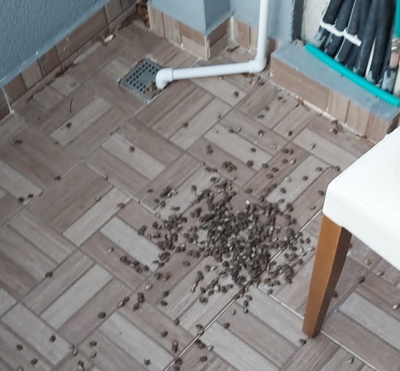 Bu böcek artık evlerde görülmeye başladı! Mikropları evlere taşıyorlar