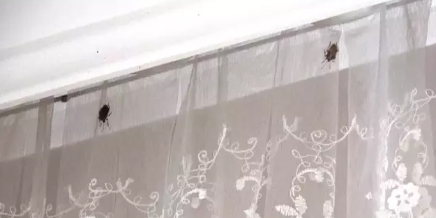 Bu böcek Karadeniz'de krizi çıkardı! Gelişmeyi uzman açıkladı: Kokarca böceği zarar veriyor, tespit edildi!